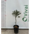 PIANTA DI ULIVO ORNAMENTALE AD ALBERELLO in vaso cm 16 pre bonsai
