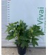 PIANTA DI FATSIA JAPONICA O ARALIA in vaso cm 24 depuratrice d'aria