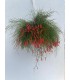 PIANTA DI RUSSELIA basket cm 17 fiore rosso