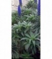 PIANTA DI ECHIUM FASTUOSUM in vaso cm 24