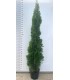 PIANTA DI THUJA OCCIDENTALIS SMARAGD o CEDRO BIANCO in vaso cm 24