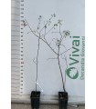 PIANTA DI PRUNUS SPINOSA o PRUGNOLO SELVATICO in vaso cm 15