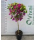 PIANTA DI BOUGAINVILLEA AD ALBERELLO in vaso cm 20