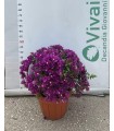 PIANTA DI BOUGAINVILLEA CESPUGLIO in vaso cm 30