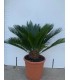 PIANTA DI CYCAS REVOLUTA CICAS PALMA NANA in vaso cm 28