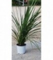 PIANTA DI CORDYLINE INDIVISA DRACENA in vaso cm 18