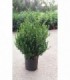 PIANTA DI BUXUS BOSSO FAULKNER