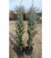 PIANTA DI CUPRESSUS ARIZONICA in vaso cm 24