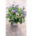 2 PIANTE DI VIOLETTA O VIOLA CORNUTA in vaso cm 14