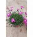 8 PIANTE DI DIANTHUS GAROFANINO KAHORI in vaso cm 14