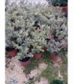 PIANTA DI AGRIFOGLIO VARIEGATO ILEX in vaso cm 18