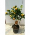 PIANTA DI CALAMONDINO in vaso cm 20