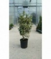 4 PIANTE DI LIGUSTRUM JAPONICUM IN ALVEOLO