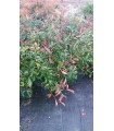 PIANTA DI PHOTINIA RED ROBIN