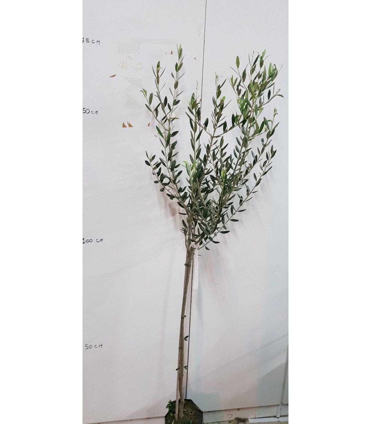Ulivo o olivo dolce variet/à PASOLA DI ANDRIA da mensa et/à pianta 2 anni Altezza pianta 1,50cm