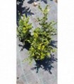 10 PIANTE DI BUXUS BOSSO FAULKNER in vaso cm 17