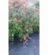 3 PIANTE DI PHOTINIA RED ROBIN in vaso cm 18