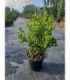 50 PIANTE DI BUXUS BOSSO FAULKNER in vaso cm 17