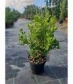 50 PIANTE DI BUXUS BOSSO FAULKNER in vaso cm 17