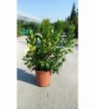 PIANTA DI CORBEZZOLO ARBUTUS UNEDO in vaso cm 24