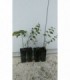 4 PIANTE DI CELTIS AUSTRALIS BAGOLARO in vaso cm 7x7