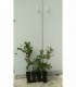 4 PIANTE DI QUERCUS CERRIS CERRO in vaso cm 7x7