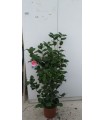 PIANTA DI CAMELIA JAPONICA ROSA IN VASO