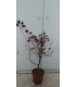 PIANTA DI ACER PALMATUM in vaso cm 24