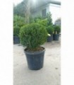 PIANTA DI BUXUS BOSSO FAULKNER A PALLA IN VASO