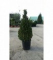 PIANTA DI BUXUS BOSSO FAULKNER A PIRAMIDE  IN VASO cm 30