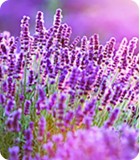 Piante aromatiche-piante-aromatiche