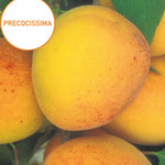 Carica immagine nel visualizzatore Galleria, ALBICOCCO TYRINTOS - Prunus armeniaca
