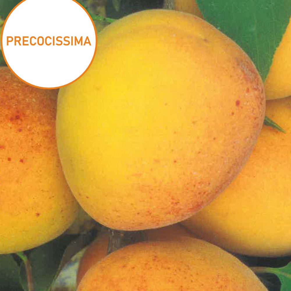 ALBICOCCO TYRINTOS - Prunus armeniaca