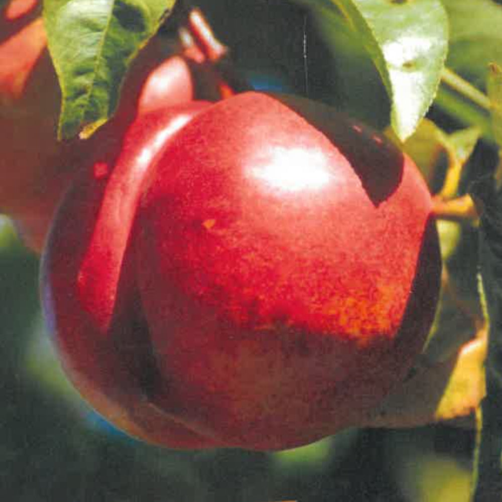 PESCA NOCE MARIA CARLA - Prunus persica