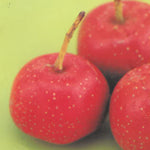 Carica immagine nel visualizzatore Galleria, AZZERUOLO ROSSO FRUTTO ANTICO - Crataegus azarolus
