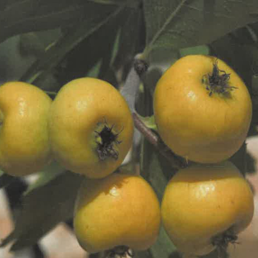 AZZERUOLO GIALLO FRUTTO ANTICO - Crataegus azarolus