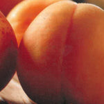 Carica immagine nel visualizzatore Galleria, PERCOCO DI TURI FRUTTO ANTICO - Prunus persica
