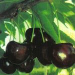Carica immagine nel visualizzatore Galleria, CILIEGIA REGINA - Prunus avium
