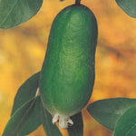 Carica immagine nel visualizzatore Galleria, FEIJOA a cespuglio - Acca sellowiana
