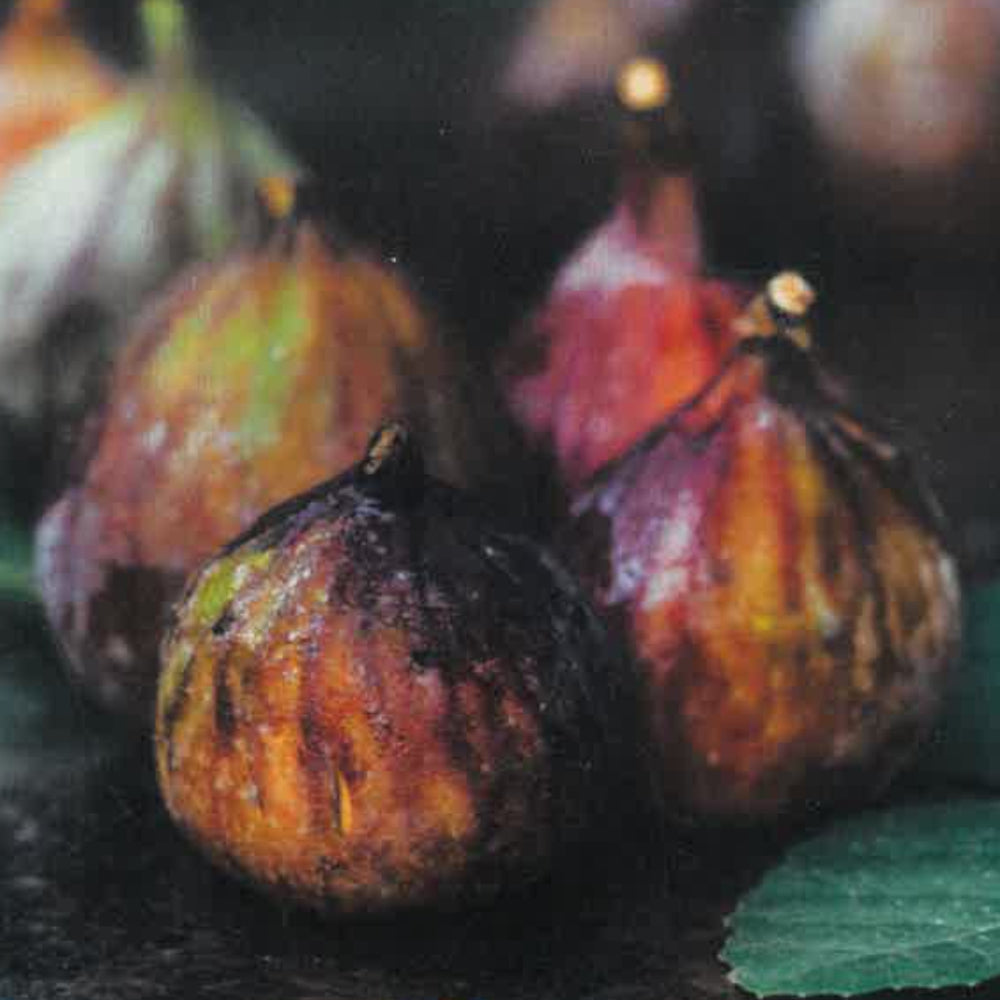 FICO - FIORONE FICO DI TERLIZZI - Ficus carica