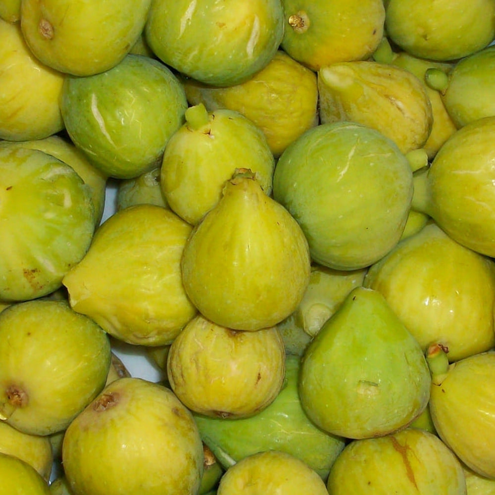 FICO - FIORONE FICO DOTTATO - Ficus carica
