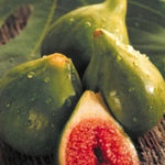 Carica immagine nel visualizzatore Galleria, FICO - FIORONE FICO BIFERO BIANCO - Ficus carica
