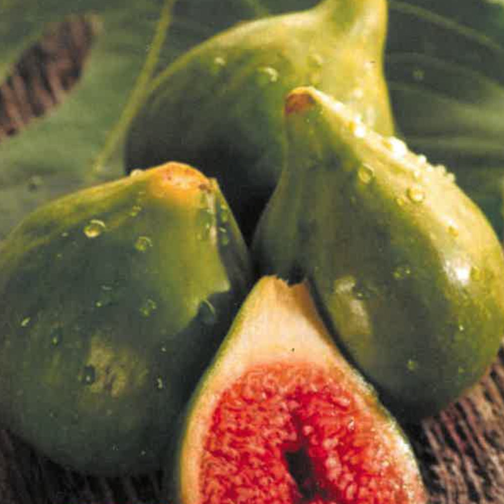 FICO - FIORONE FICO BIFERO BIANCO - Ficus carica