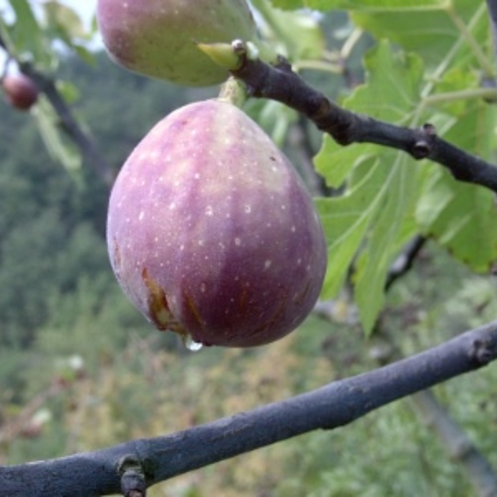 FICO - FIORONE MELANZANA - Ficus carica