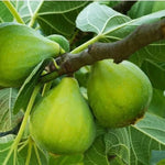Carica immagine nel visualizzatore Galleria, FICO - FIORONE PETRELLI - Ficus carica
