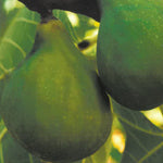 Carica immagine nel visualizzatore Galleria, FICO - FIORONE TROIANO - Ficus carica
