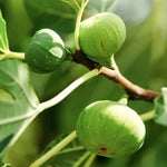 Carica immagine nel visualizzatore Galleria, FICO - FIORONE FICO GENTILE - Ficus carica
