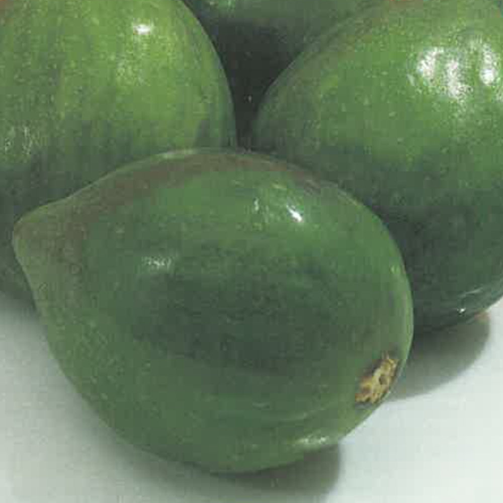 FICO - FIORONE VERDINO - Ficus carica