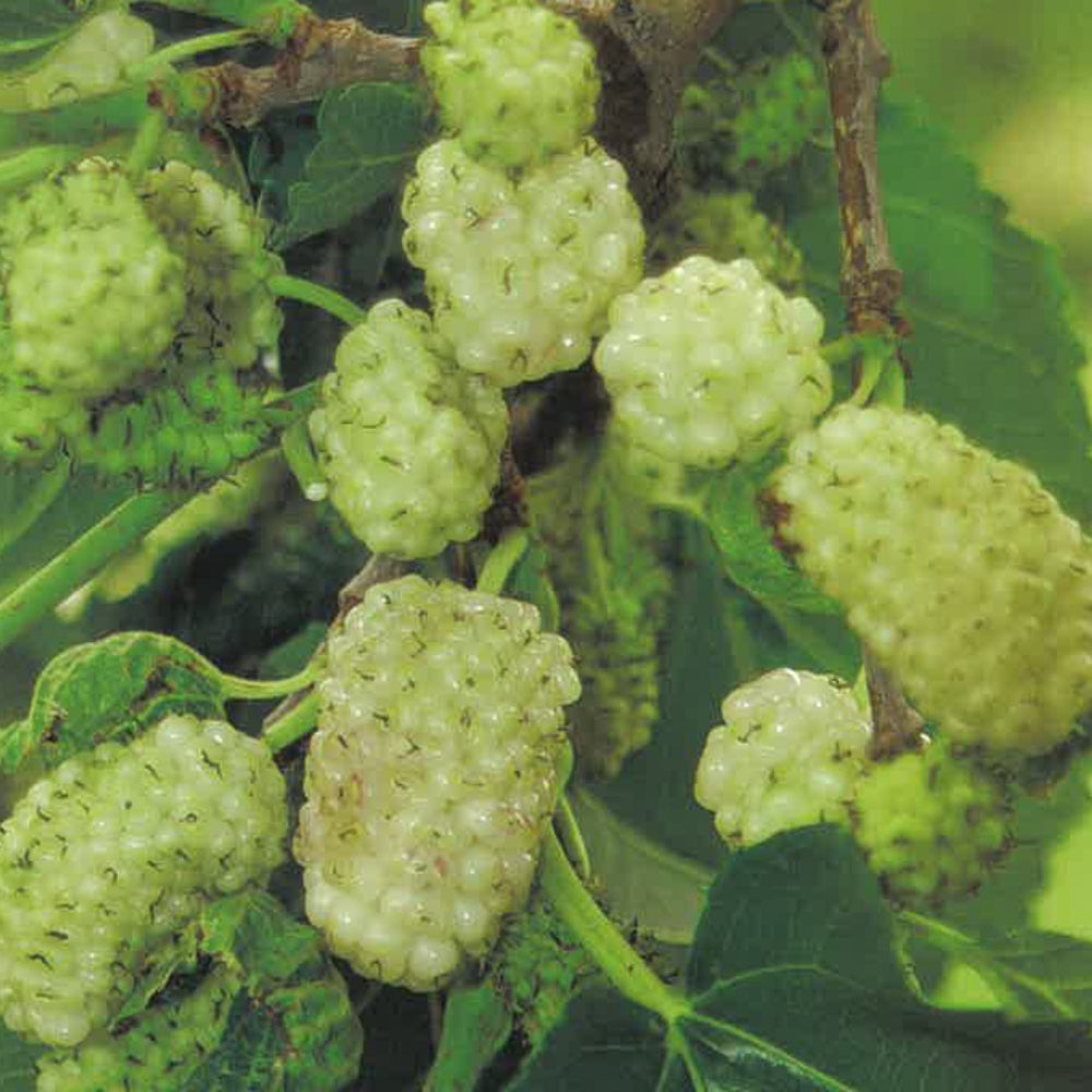 GELSO BIANCO - Morus alba