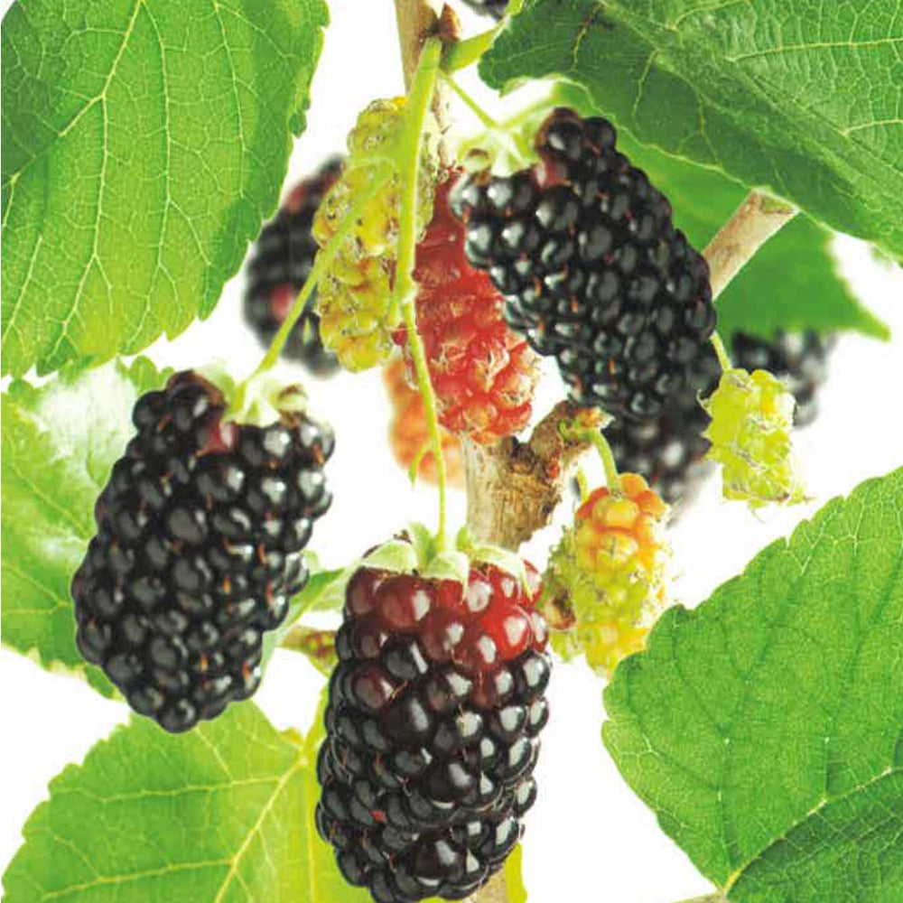 GELSO NERO - Morus nigra